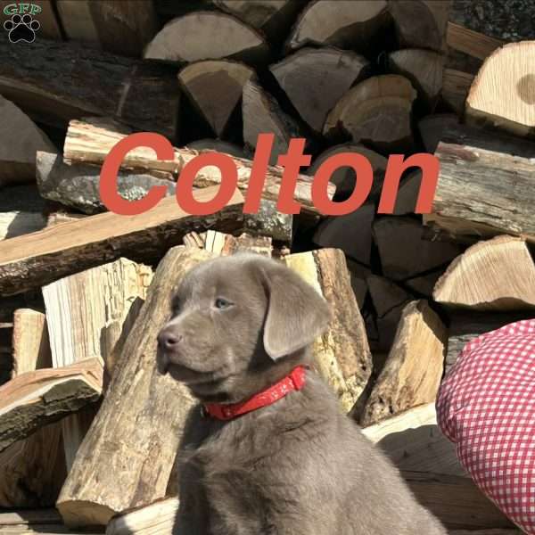 Colton, Silver Labrador Retriever Puppy